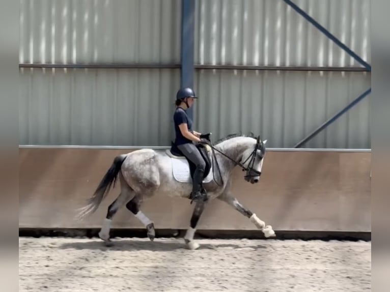 Lusitano Wałach 7 lat 163 cm Siwa in Dechy