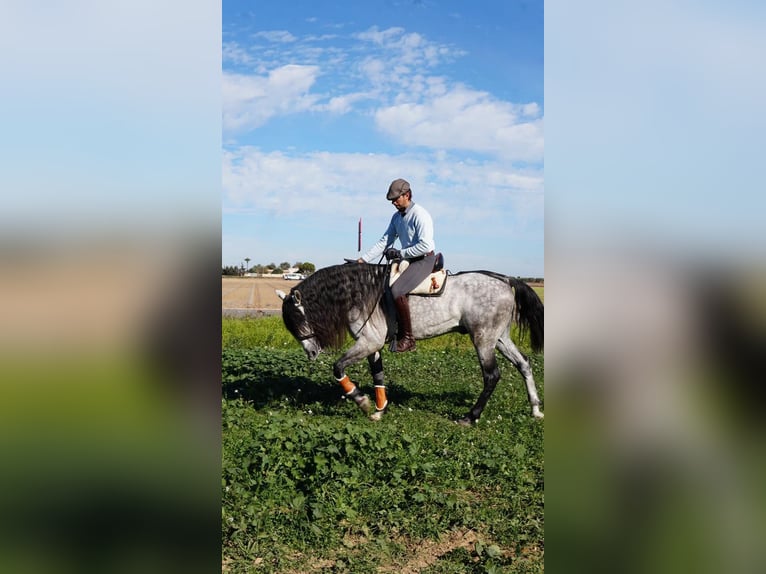 Lusitano Wałach 7 lat 164 cm Siwa jabłkowita in Jerez de los caballeros