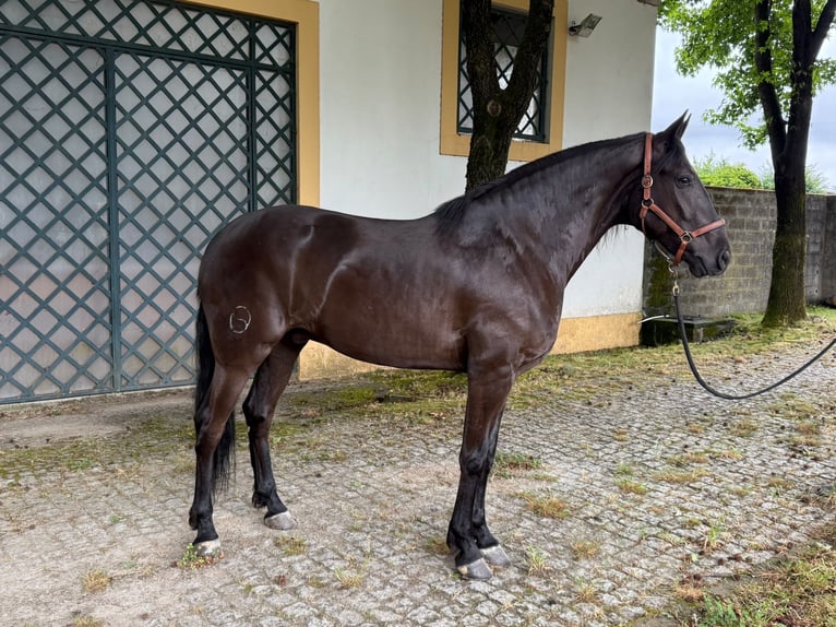 Lusitano Wałach 7 lat 165 cm Kara in TROFA