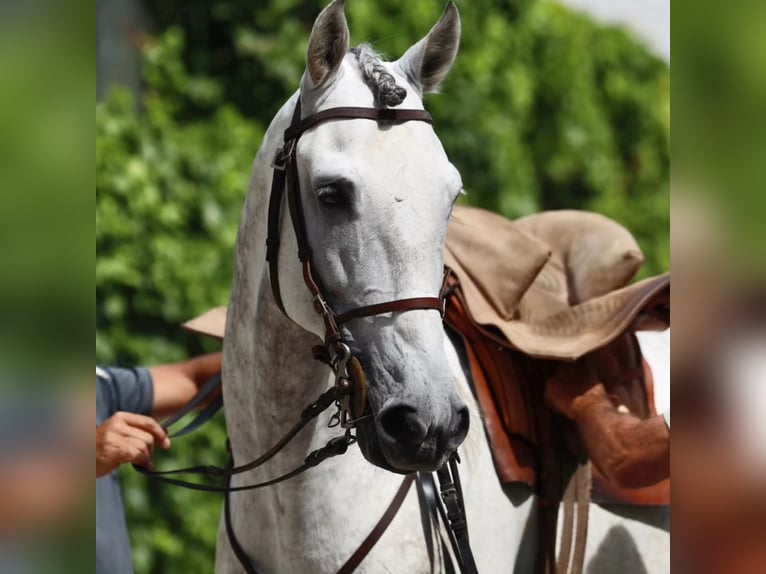 Lusitano Wałach 7 lat 165 cm Siwa jabłkowita in Kobylinek