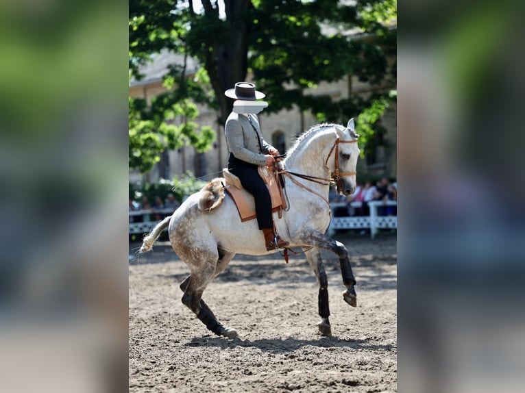 Lusitano Wałach 7 lat 165 cm Siwa jabłkowita in Kobylinek