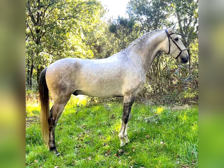 Lusitano Wałach 7 lat 165 cm Siwa in Silleda (Casco Urbano)
