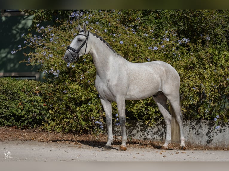 Lusitano Wałach 7 lat 165 cm Siwa in Aveiras de Baixo