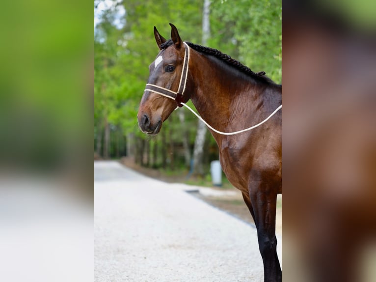 Lusitano Wałach 7 lat 168 cm Gniada in Płoniawy Bramura