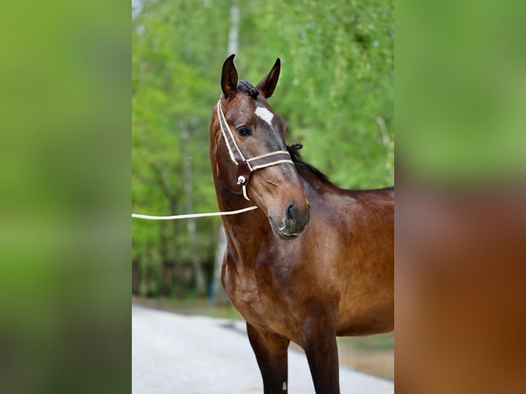 Lusitano Wałach 7 lat 168 cm Gniada in Płoniawy Bramura