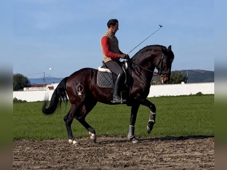 Lusitano Wałach 7 lat 169 cm Gniada in Talarrubias