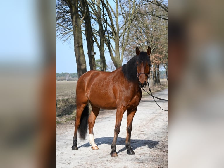 Lusitano Wałach 7 lat 170 cm Gniada in Sassenburg