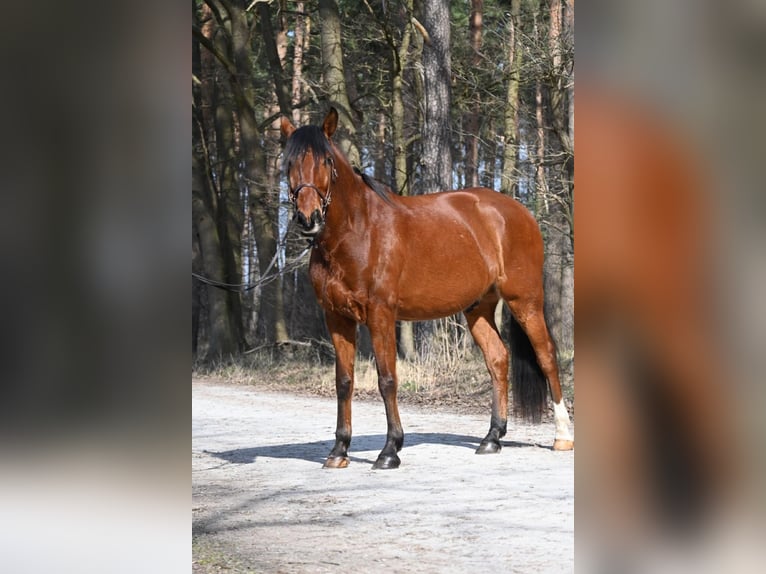 Lusitano Wałach 7 lat 170 cm Gniada in Sassenburg