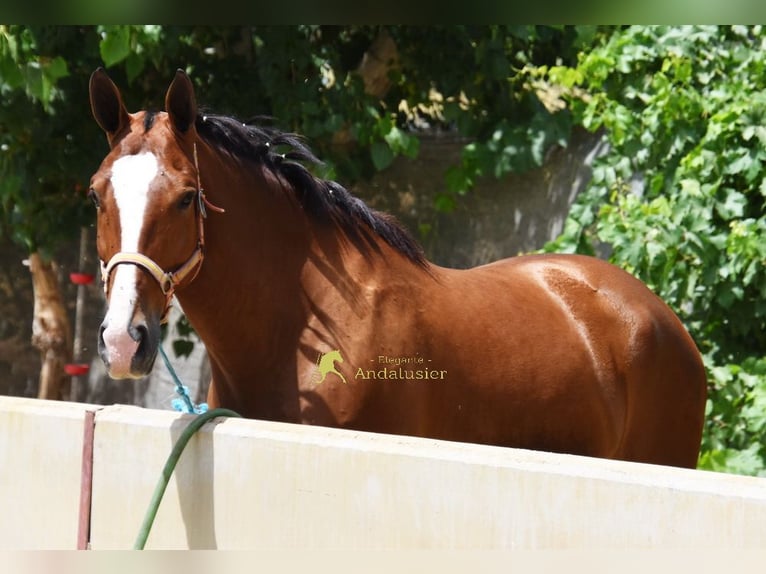 Lusitano Wałach 7 lat 172 cm Gniada in Provinz Granada