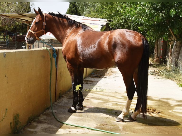 Lusitano Wałach 7 lat 172 cm Gniada in Provinz Granada