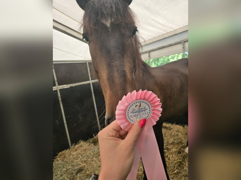 Lusitano Wałach 7 lat Gniada in Płoniawy Bramura