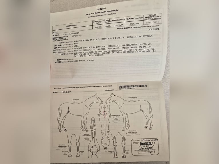 Lusitano Wałach 7 lat Gniada in Płoniawy Bramura