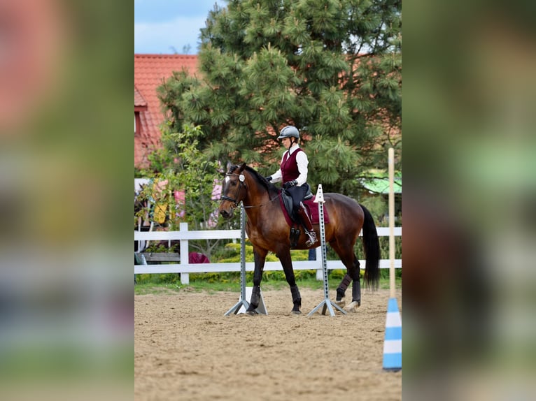 Lusitano Wałach 7 lat Gniada in Płoniawy Bramura