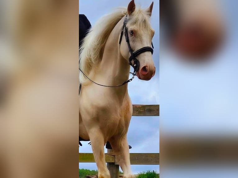 Lusitano Wałach 8 lat 147 cm Cremello in Banyoles