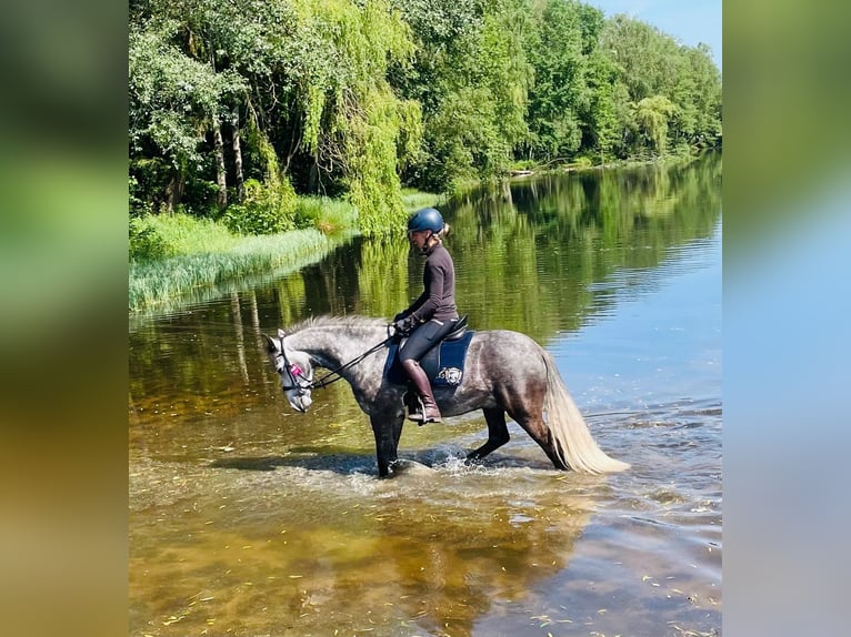 Lusitano Mix Wałach 8 lat 157 cm Siwa in Reken
