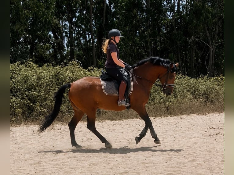Lusitano Mix Wałach 8 lat 159 cm Gniada in Caldas da Rainha