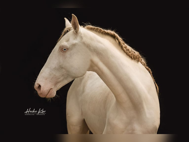 Lusitano Wałach 8 lat 159 cm Perlino in Groß-Umstadt