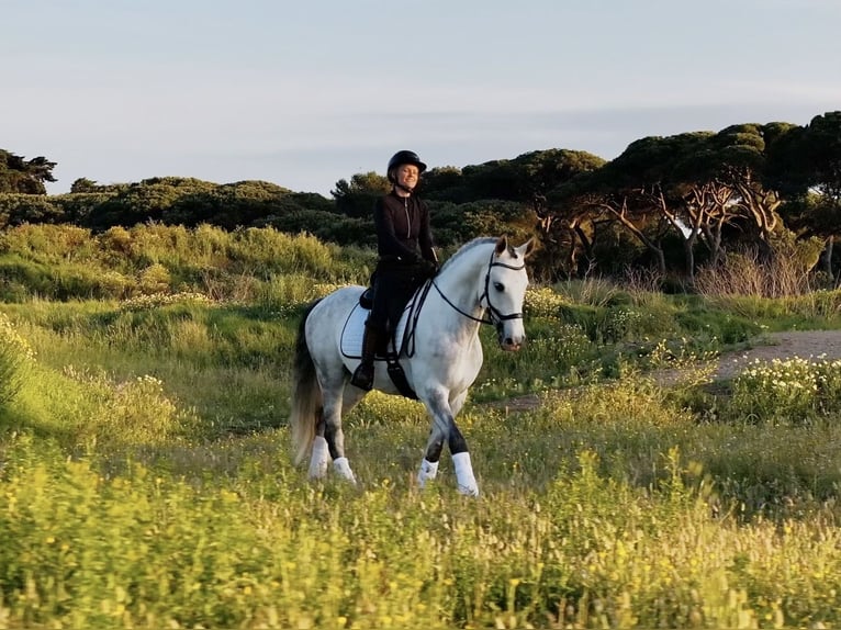 Lusitano Wałach 8 lat 159 cm Siwa in Cascais
