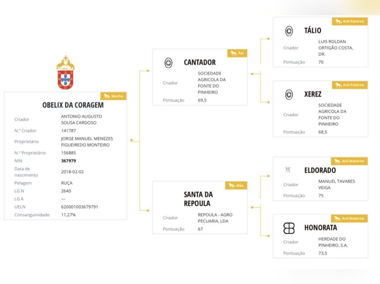 Lusitano Wałach 8 lat 161 cm Siwa in Mouriscas