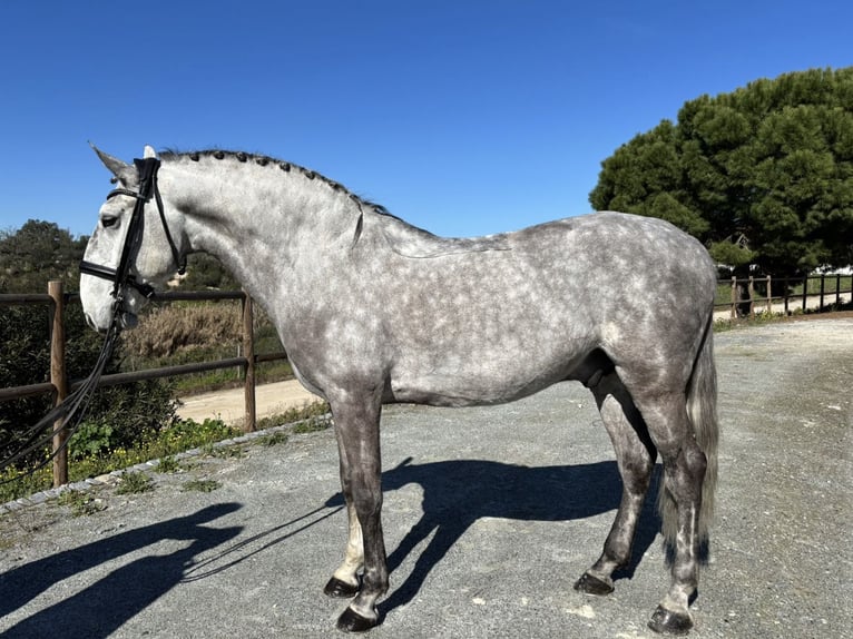 Lusitano Wałach 8 lat 161 cm Siwa in Mouriscas