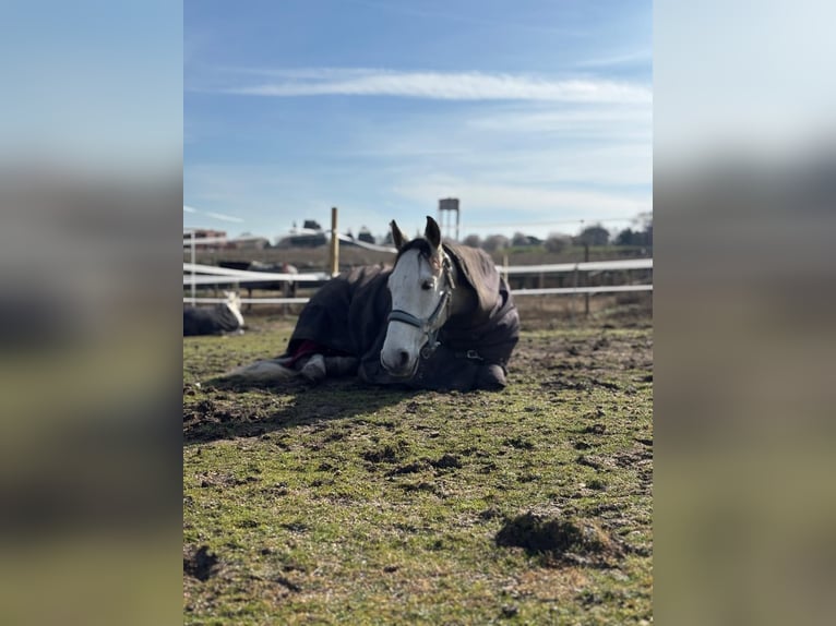 Lusitano Mix Wałach 8 lat 165 cm Siwa jabłkowita in Griñon