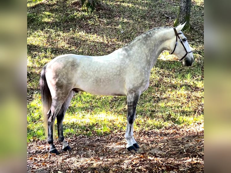 Lusitano Wałach 8 lat 165 cm Siwa in Silleda (Casco Urbano)