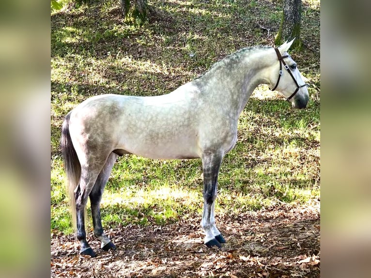 Lusitano Wałach 8 lat 165 cm Siwa in Silleda (Casco Urbano)