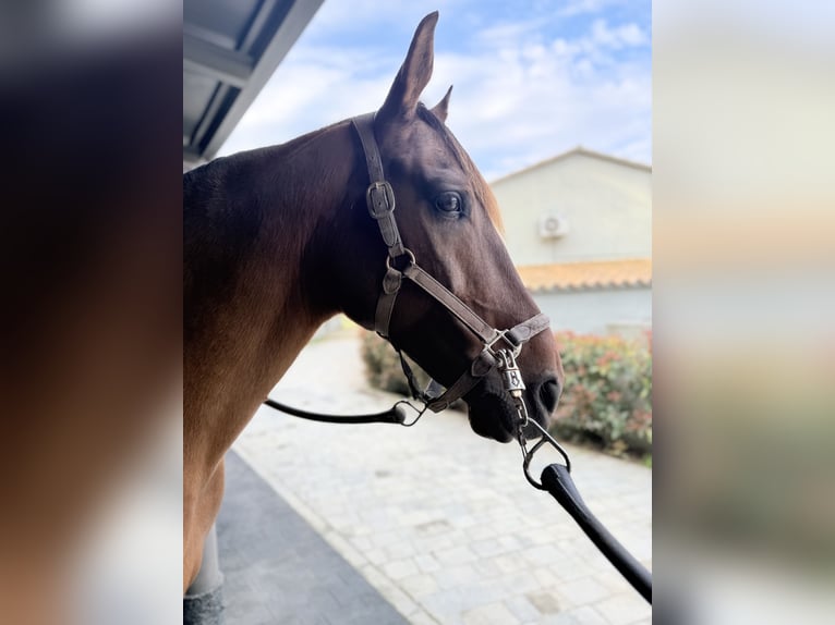 Lusitano Mix Wałach 8 lat 167 cm Gniada in Barcelona