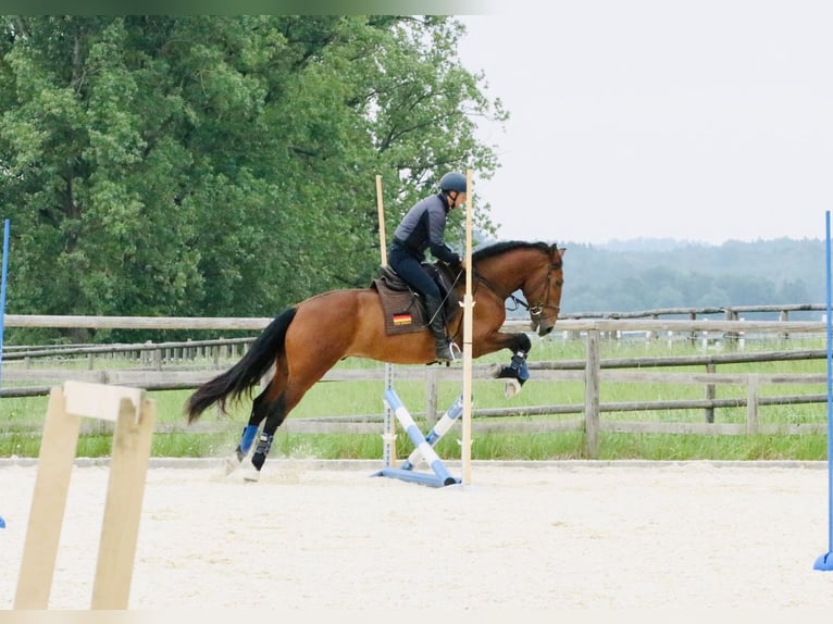 Lusitano Wałach 8 lat 168 cm Gniada in Pfullingen