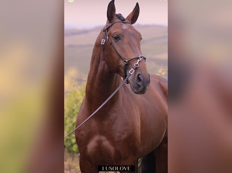 Lusitano Wałach 8 lat 168 cm Gniada in Pfullingen