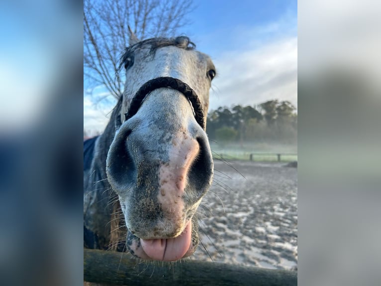Lusitano Mix Wałach 9 lat 145 cm Stalowosiwy in Alfeizerao