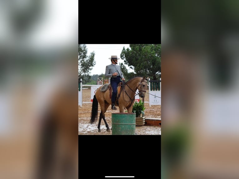 Lusitano Wałach 9 lat 160 cm Bułana in Neu-Anspach