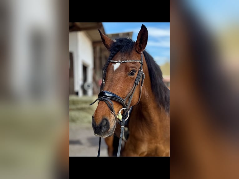 Lusitano Wałach 9 lat 160 cm Gniada in Bexbach