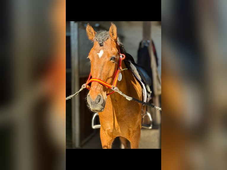 Lusitano Wałach 9 lat 160 cm Gniada in Bexbach