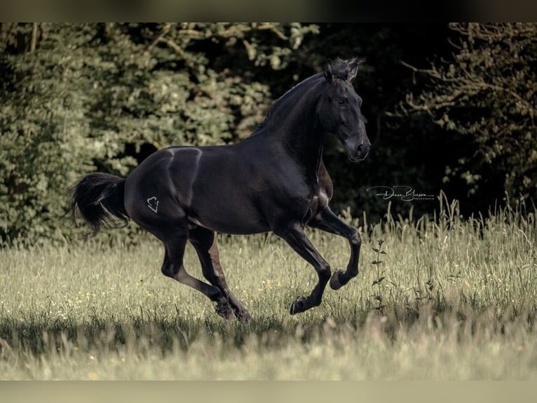 Lusitano Wałach 9 lat 163 cm Kara in Jülich