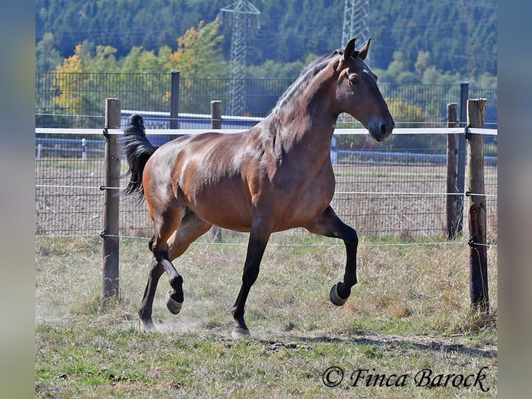 Lusitano Wałach 9 lat 164 cm Gniada in Wiebelsheim