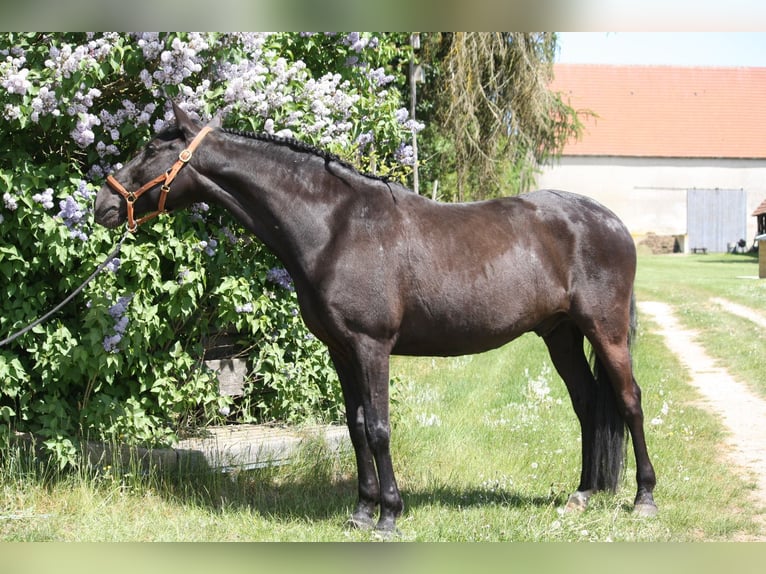 Lusitano Wałach 9 lat 164 cm Kara in Ingolstadt
