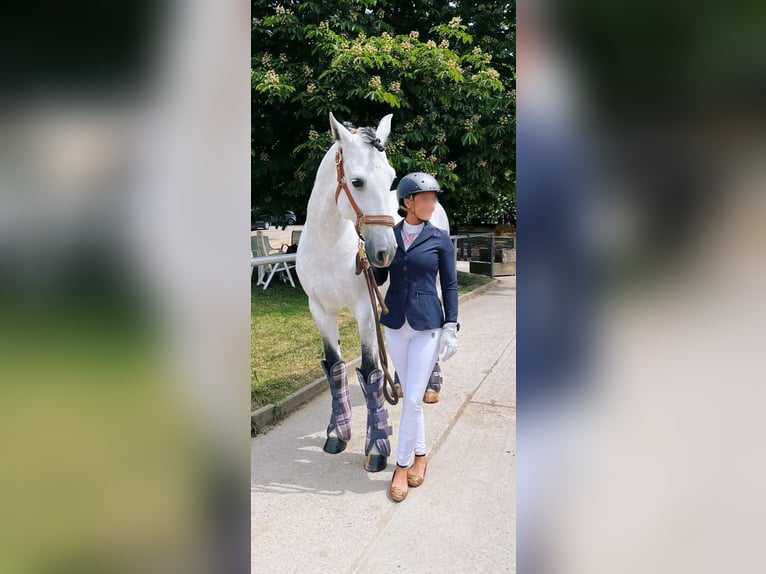 Lusitano Wałach 9 lat 164 cm Siwa in Seeheim-Jugenheim