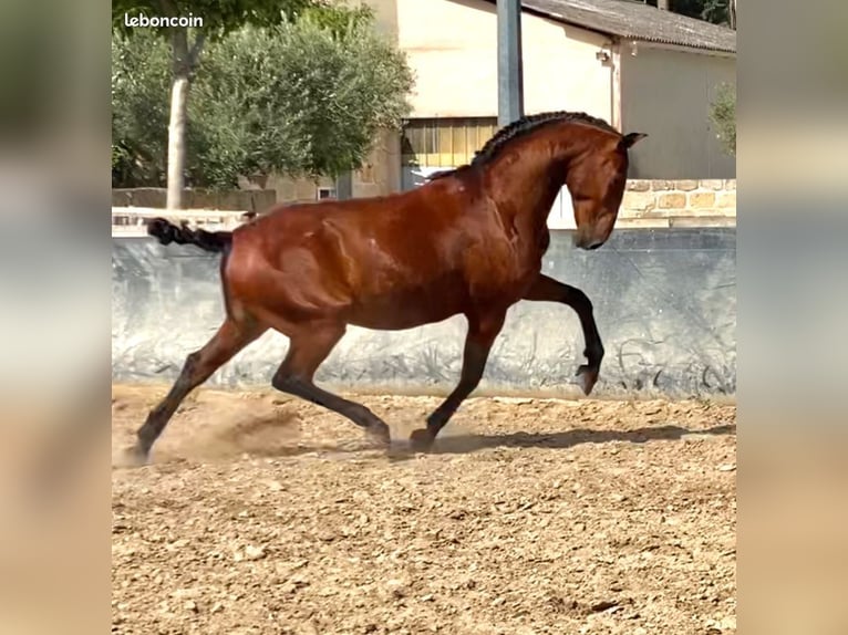Lusitano Wałach 9 lat 168 cm Gniada in Le Cailar