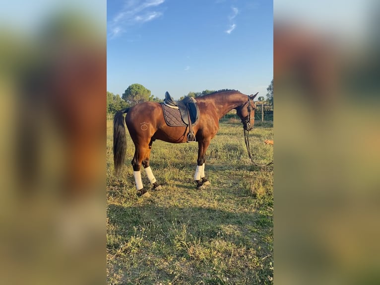 Lusitano Wałach 9 lat 168 cm Gniada in Le Cailar