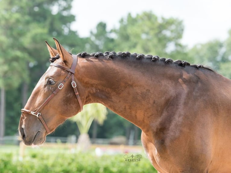 Lusitano Wałach 9 lat 170 cm Gniada in Navas Del Madroño