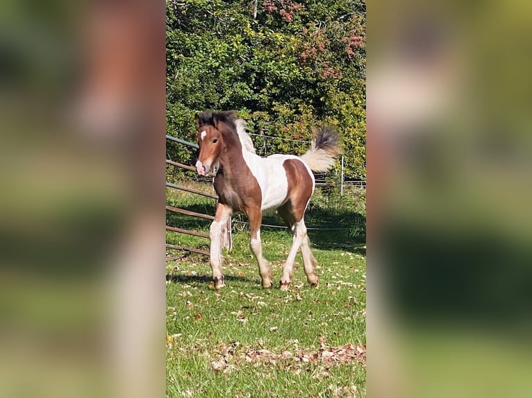 Lusitano Wałach Źrebak (01/2026) 152 cm Ciemnokasztanowata in South Lyon