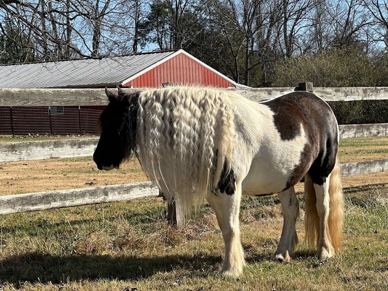 Lusitano Wałach Źrebak (01/2026) 152 cm Ciemnokasztanowata in South Lyon