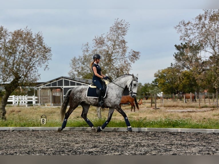 Lusitano Wałach 10 lat 168 cm Siwa jabłkowita in Salvaterra de Magos