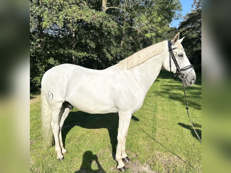 Lusitano Wałach 11 lat 162 cm Siwa in Zwolle