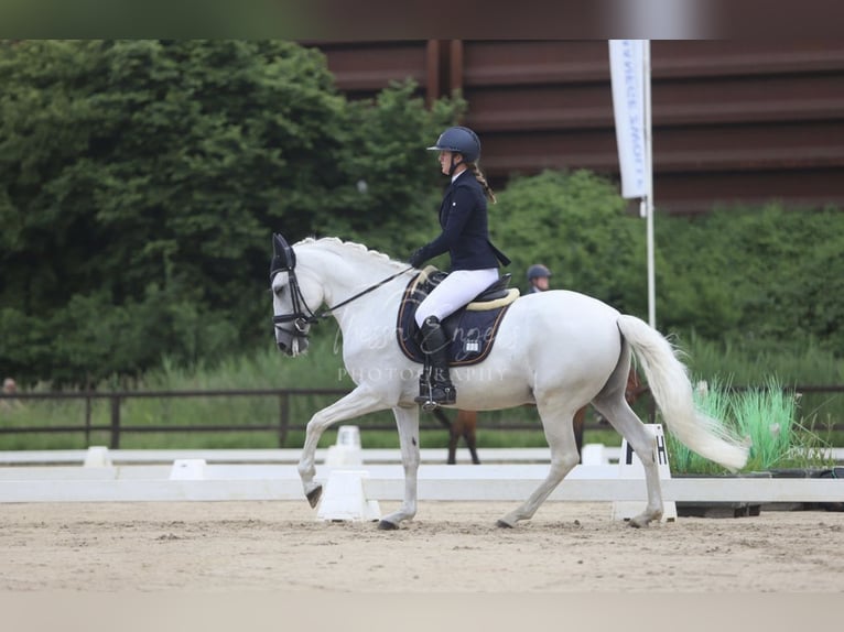 Lusitano Wałach 11 lat 162 cm Siwa in Zwolle