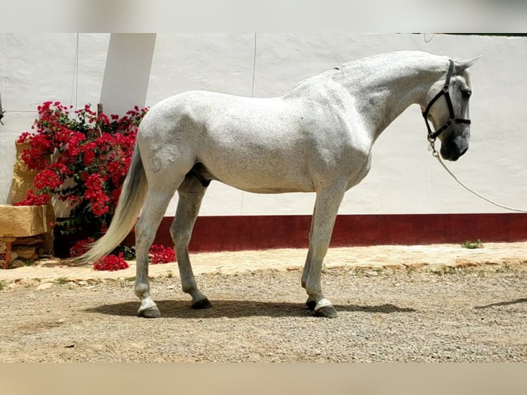 Lusitano Wałach 13 lat 166 cm Siwa in Miranda