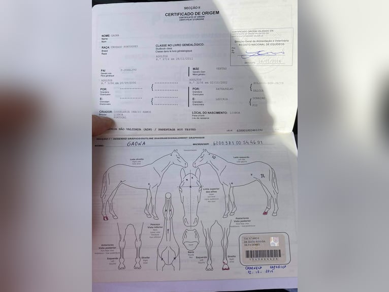 Lusitano Wałach 14 lat 154 cm Siwa in Boppard