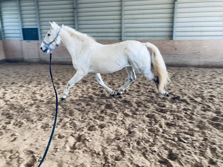 Lusitano Mix Wałach 15 lat 154 cm Siwa in Niddatal