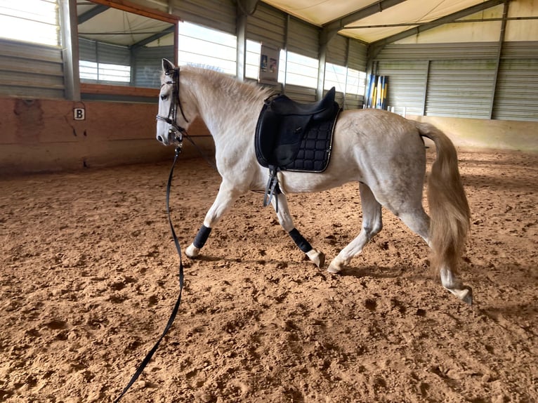 Lusitano Mix Wałach 15 lat 154 cm Siwa in Niddatal